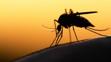 إستراتيجيات مقاومة مرض الملاريا
