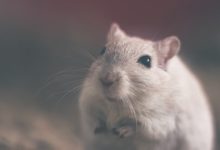 مقارنة بين حيوان الهامستر والفأر