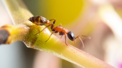معلومات وأسرار عن حياة النمل