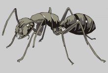 ماذا تعرف عن النمل الإنتحاري