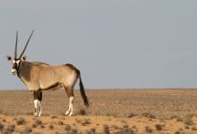 بالصور والأسماء، النباتات و الحيوانات التي تعيش في الصحراء