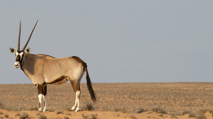 بالصور والأسماء، النباتات و الحيوانات التي تعيش في الصحراء