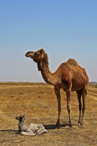 الجمل أحد أشهر الحيوانات التي تعيش في الصحراء