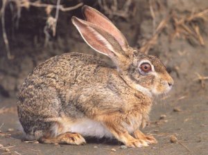 أرنب بري من حيوانات تعيش في الصحراء