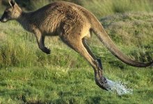 ماذا يأكل حيوان الكنغر وأين يعيش؟ هل الكنغر لا يشرب الماء