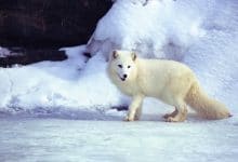 7 حيوانات يتغير لونها الى الأبيض في الشتاء