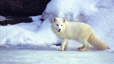 7 حيوانات يتغير لونها الى الأبيض في الشتاء