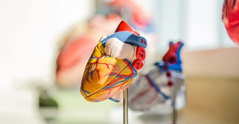 أهمية القلب في جسم الإنسان
