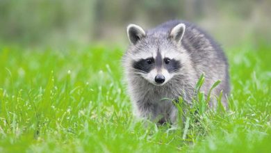 حيوان الراكون