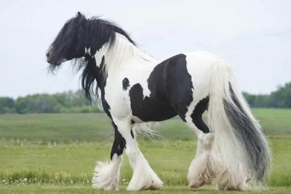 أجمل الخيول حول العالم