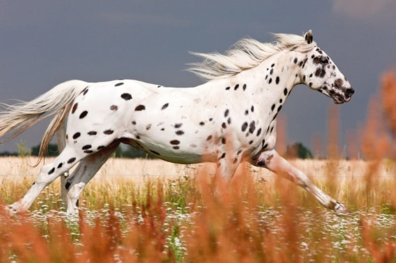 أجمل الخيول في العالم