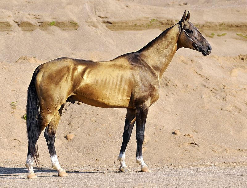 الخيل التركماني أجمل الخيول حول العالم