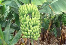 كم تستغرق شجرة الموز لكي تثمر