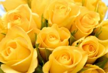 ما هو معنى الوردة الصفراء