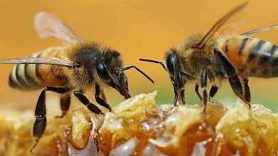 ما هي لغة التخاطب بين النحل