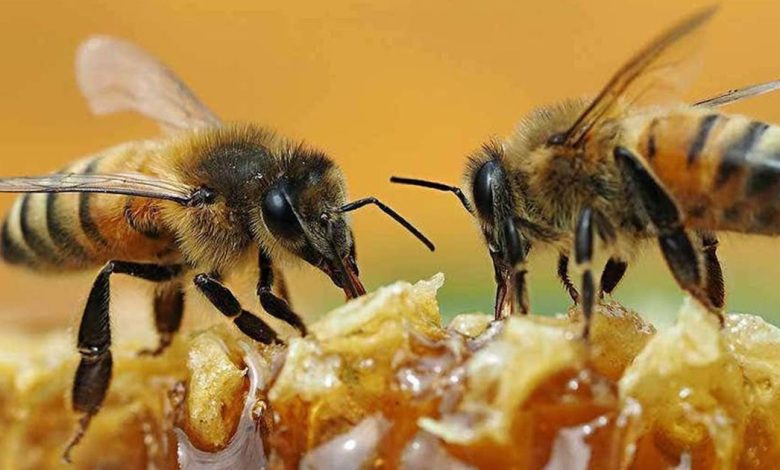 ما هي لغة التخاطب بين النحل