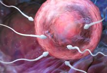 بعد كم يوم من التلقيح يظهر الحمل