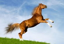 كم سنة يعيش الحصان العربي