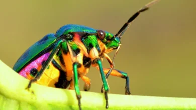 الحشرات في المنام و تفسير رؤية حشرة في المنام3