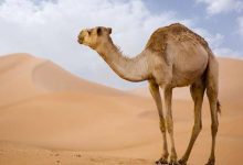 تفسير حلم رؤية اكل الجمل