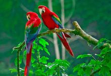 تفسير رؤية الببغاء في المنام