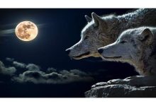 ماذا قال الرسول عن الذئب