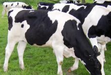 اضحية البقر عن كم شخص إسلام ويب