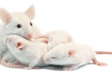 تفسير حلم بالفئران البيضاء في المنام لابن سيرين بالتفصيل4