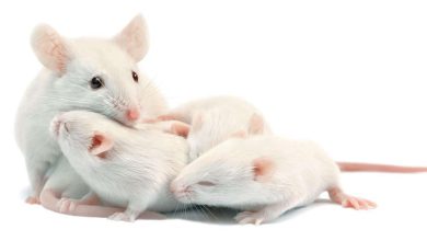 تفسير حلم بالفئران البيضاء في المنام لابن سيرين بالتفصيل4