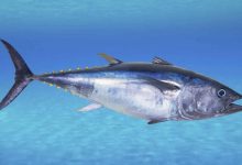 تفسير حلم رؤية سمك التونة