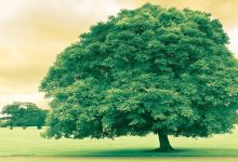 موضوع تعبير عن فوائد الشجرة وكيفية المحافظة عليها