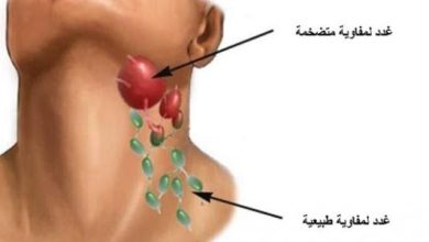 ما هي الغدة المسؤولة عن تنقية الدم