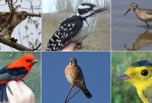 تعرف على جميع انواع الطيور واسمائها بالصور للصغار والكبار