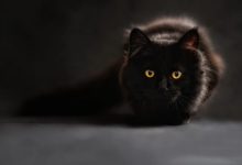 لماذا تلمع عيون القطط في الليل