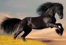 تفسير حلم رؤية الحصان الأسود في المنام